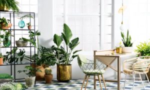 3 Absolute Reasons Why You Must Keep Money Plant At Home