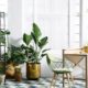 3 Absolute Reasons Why You Must Keep Money Plant At Home