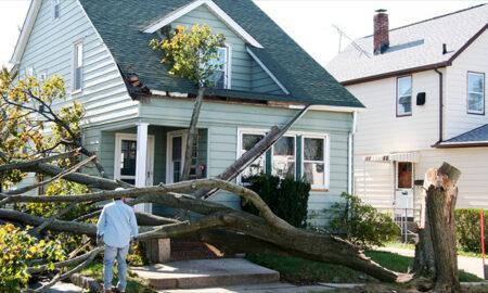 Does Your Massachusetts Homeowner Insurance Cover Tree Damage