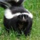How to Deal with Skunk Spray