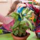 Teacher's Day Plants For Best Classroom Environment