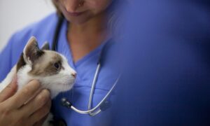 Why should an individual opt for veterinary school in Caribbean