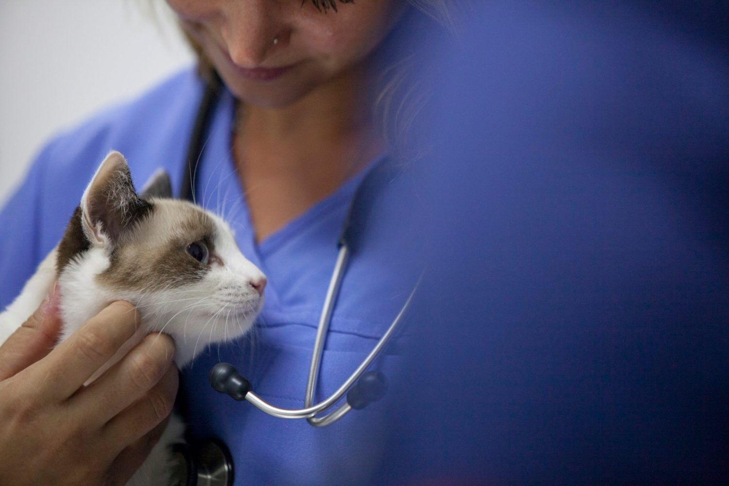 Why should an individual opt for veterinary school in Caribbean