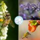 What Are Invasive Honey Plants
