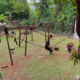 Tacugama Chimpanzee Sanctuary